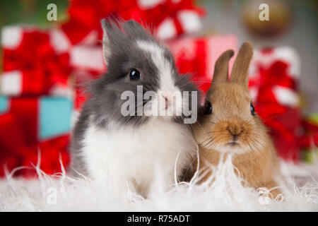 Bunny with Rabbit, christmas red Santa hat on winter decoration Stock Photo