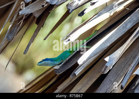 Cuban male lizard Allison's Anole (Anolis allisoni), also known as the blue-headed anole - Varadero, Cuba Stock Photo