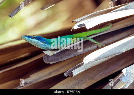 Cuban male lizard Allison's Anole (Anolis allisoni), also known as the blue-headed anole - Varadero, Cuba Stock Photo