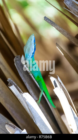 Cuban male lizard Allison's Anole (Anolis allisoni), also known as the blue-headed anole - Varadero, Cuba Stock Photo