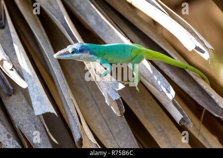 Cuban male lizard Allison's Anole (Anolis allisoni), also known as the blue-headed anole - Varadero, Cuba Stock Photo