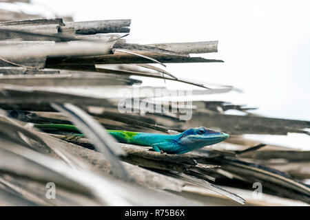 Cuban male lizard Allison's Anole (Anolis allisoni), also known as the blue-headed anole - Varadero, Cuba Stock Photo