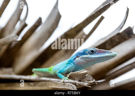 Cuban male lizard Allison's Anole (Anolis allisoni), also known as the blue-headed anole - Varadero, Cuba Stock Photo