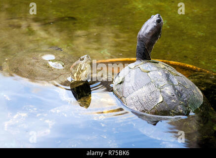 Cuban slider (Trachemys decussata), turtle native to Cuba - Peninsula de Zapata National Park / Zapata Swamp, Cuba Stock Photo