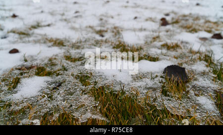 Snow and ice covers green and yellow grass and leaves. Stock Photo