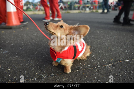 Brighton, Sussex, UK. 08th December 2018. Biscuit the dog has trouble with his ears in the wind as he takes part in the annual Brighton Santa Dash along the seafront at Hove raising money for the local Rockinghorse charity . Rockinghorse is a Brighton-based charity that has been supporting children in Sussex for over 50 years. Credit: Simon Dack/Alamy Live News Stock Photo