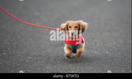 Brighton, Sussex, UK. 08th December 2018. Biscuit the dog has trouble with his ears in the wind as he takes part in the annual Brighton Santa Dash along the seafront at Hove raising money for the local Rockinghorse charity . Rockinghorse is a Brighton-based charity that has been supporting children in Sussex for over 50 years. Credit: Simon Dack/Alamy Live News Stock Photo