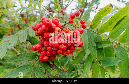 Red berries of wild rowan tree Sorbus Aucuparia in Autumn Stock Photo
