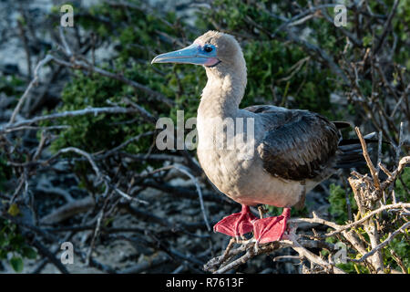 A beautiful red footed booby in Genovesa Island Stock Photo