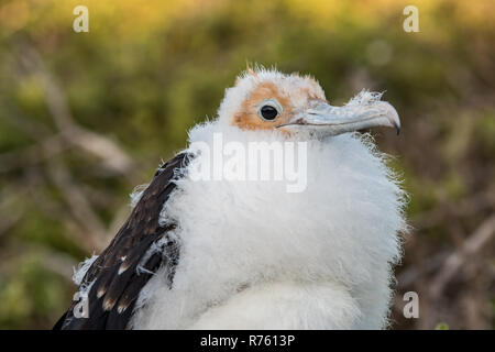 A frigate chick with its plaid biting plumage Stock Photo