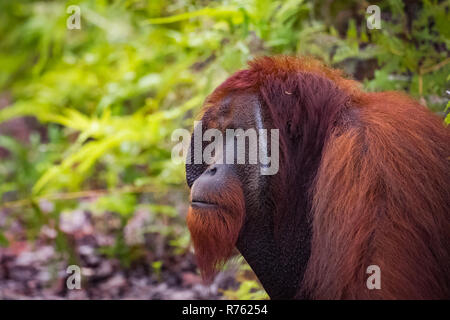 orangutan in nature. endangered wildlife. Stock Photo