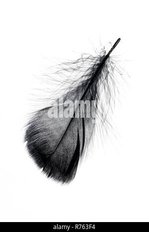 Single black floating feather on white background. Stock Photo