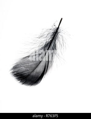 Single black floating feather on white background. Stock Photo