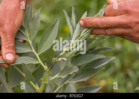 ladybird eating aphid Stock Photo