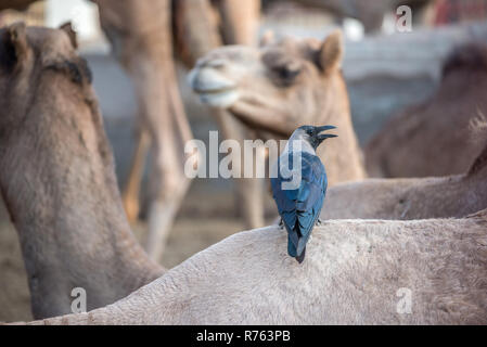 A black and grey raven on the back of a camel at National Research Center, Bikaner, Rajasthan, India Stock Photo