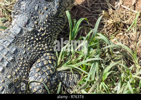 The Cuban crocodile (Crocodylus Rhombifer) is a small species of crocodile endemic to Cuba - Peninsula de Zapata National Park / Zapata Swamp, Cuba Stock Photo