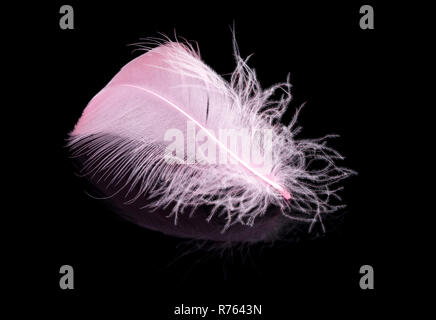 Pink feather isolated on black background Stock Photo