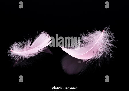 Pink feather isolated on black background Stock Photo