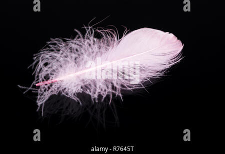 Pink feather isolated on black background Stock Photo