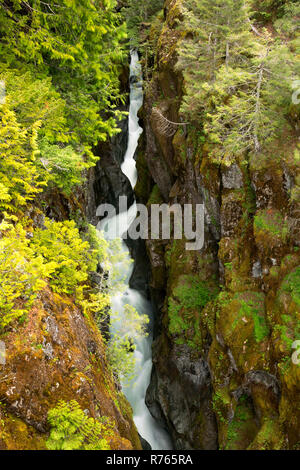 WA15472-00...WASHINGTON - The Cowlitz River flowing through Box Canyon in Mount Rainier National Park. Stock Photo