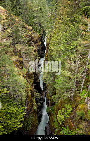 WA15473-00...WASHINGTON - The Cowlitz River flowing through Box Canyon in Mount Rainier National Park. Stock Photo