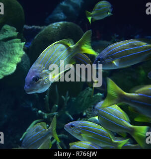 Blue lined snapper fish / school of blue lined snapper swimming marine life underwater ocean (Lutjanus kasmira) Stock Photo