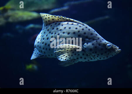 barramundi cod / grouper fish swimming marine life underwater ocean - fish humpback grouper (Cromileptes altivelis) Stock Photo
