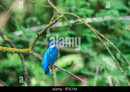 kingfisher (alcedo atthis) in natural habitat Stock Photo