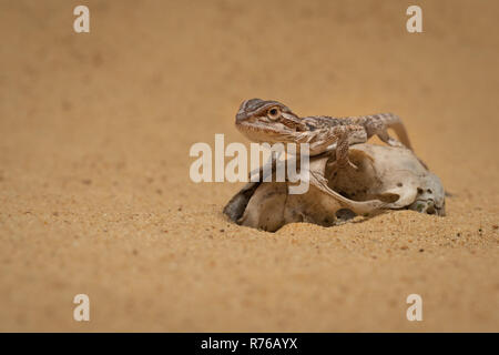 Low level close up portrait of a small bearded dragon resting on an old skull in the sand Stock Photo