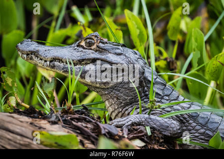 The caiman is on a log. wildlife. crocodile life in nature. pantanal. Stock Photo