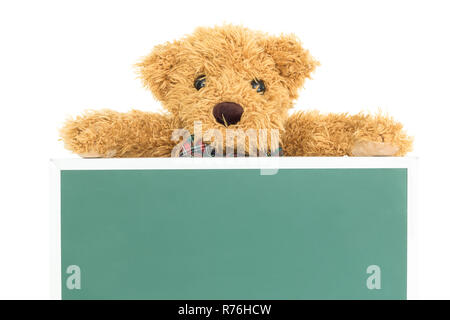 Teddy bear with empty green board Stock Photo