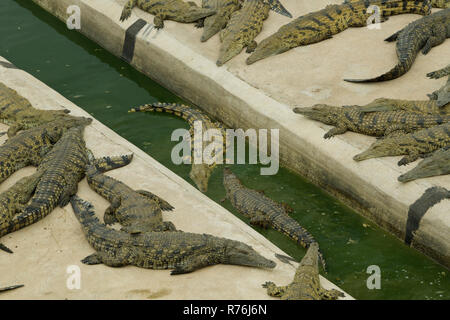 Two captive Nile Crocodiles, Crocodylus niloticus, swimming in water trough of production pen at Croc Ranch, to regulate their body temperature, KZN Stock Photo