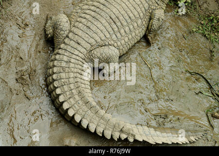 Curved tail of Nile Crocodile, Crocodylus niloticus, with lines and patterns, resting in wet mud Stock Photo