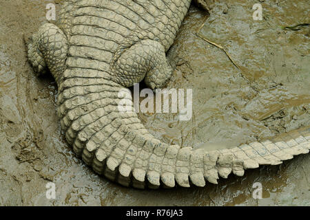 Nile Crocodile, Crocodylus niloticus, lying with tail in curve showing the pattern and arrangement of scales on the animal's skin Stock Photo