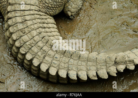 Durban, KwaZulu-Natal, South Africa, close-up, detail, rows and patterns on curved tail, Nile Crocodile, Crocodylus niloticus, animal lying on wet mud Stock Photo