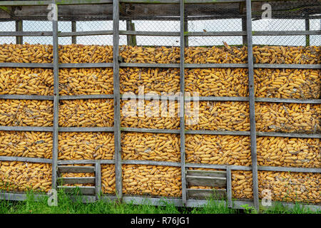 drying the maize in wooden boxes Stock Photo
