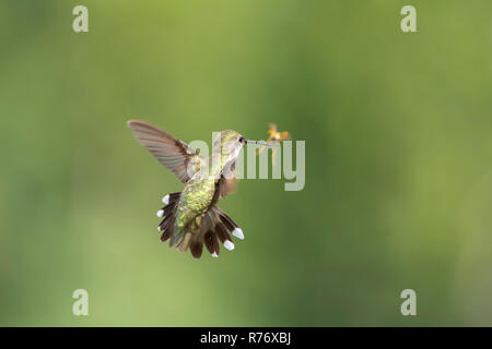 Ruby-throated Hummingbird stopping for a Yellow Jacket wasp. Discretion is the better part of valor. Stock Photo