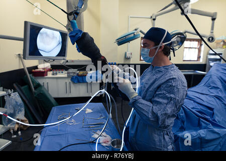 Surgeon operating a horse in operation theatre Stock Photo