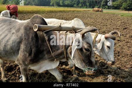 Side very close up view of an Indian farmer plowing, ploughing, his field, land using two bullocks or oxen as traditionally Stock Photo