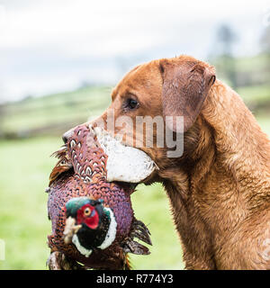 Labrador carrying live pheasant on a shoot Stock Photo