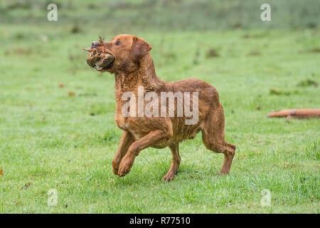 Labrador Retriever on a partridge shoot retrieving a partridge Stock Photo