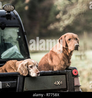 labrador and spaniel dogs waiting for owner Stock Photo