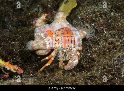 Anemone hermit crab Dardanus pedunculatus over chocolate chip starfish ...