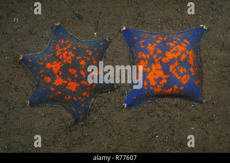 Two genetic mutations of Blue Bat Star (Patiria pectinifera) with four rays and six rays instead of five, Sea of Japan Stock Photo