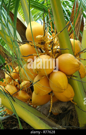 Ripe coconuts on a Coconut tree (Cocos nucifera), Denis Island, Seychelles Stock Photo