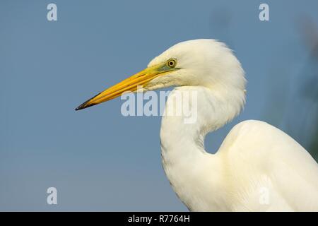 Great Egret (Ardea alba), portrait, Kiskunság National Park, Southeastern Hungary, Hungary Stock Photo