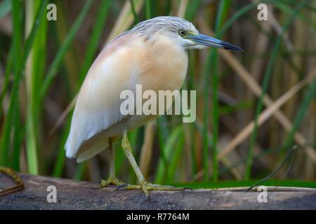 Squacco Heron (Ardeola ralloides), in breeding plumage, perched on tree branch, Kiskunság National Park, Southeastern Hungary Stock Photo
