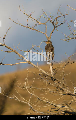 Campo Flicker (Colaptes campestris) on a dry tree, Torres del Paine National Park, Chilean Patagonia, Chile Stock Photo