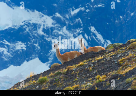 Guanacos (Lama guanicoe) on a ridge, Torres del Paine National Park, Chilean Patagonia, Chile Stock Photo