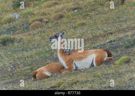 Young Guanaco (Lama guanicoe) lying on the ground with its head on the back of the female, Torres del Paine National Park Stock Photo